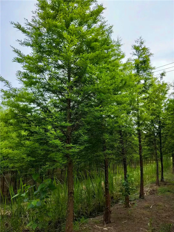 落羽杉如何种植？