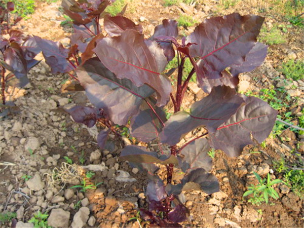 红叶杨特点是怎么样的？