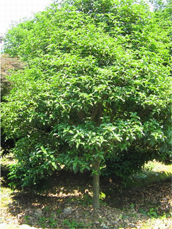 金桂如何种植？