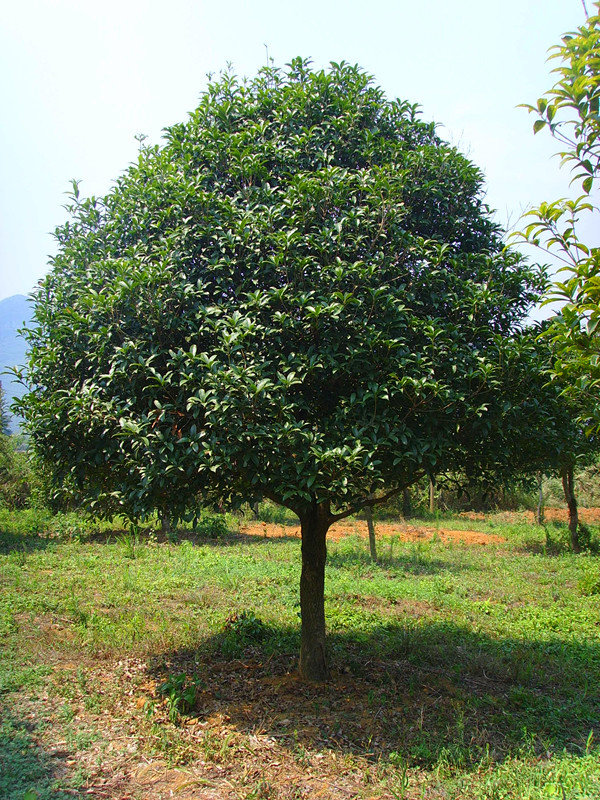 金桂如何嫁接？如何修剪？