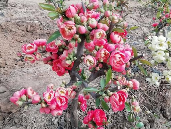 长寿乐海棠的养殖方法有哪些？