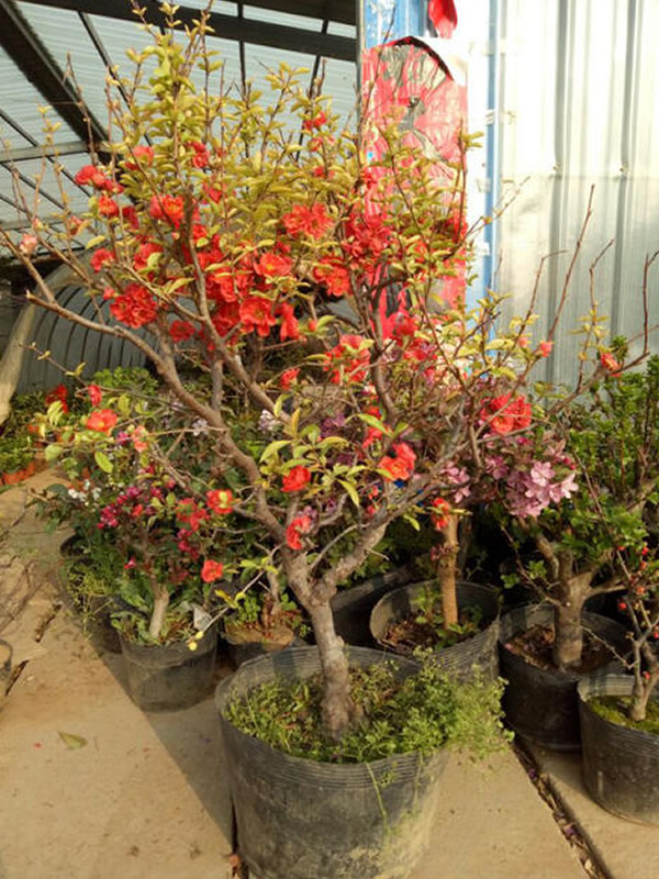 长寿乐海棠和长寿冠海棠区别有哪些？