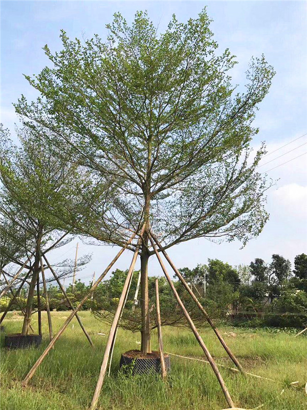 小叶榄仁怎么养护？