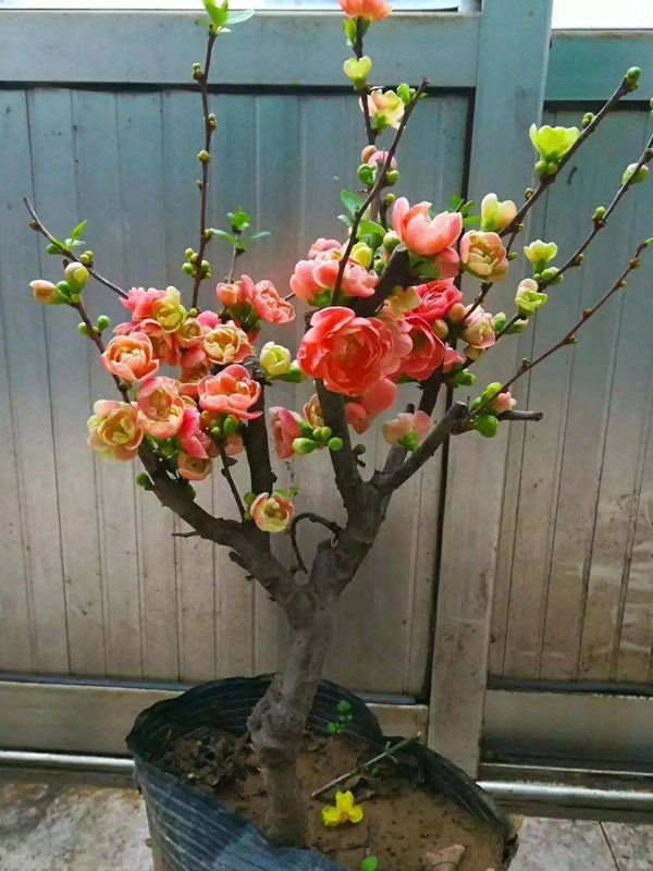 长寿乐海棠为什么夏天掉叶子？