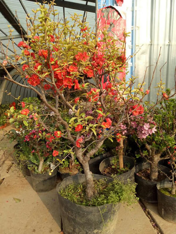 长寿乐海棠如何剪枝最好看？