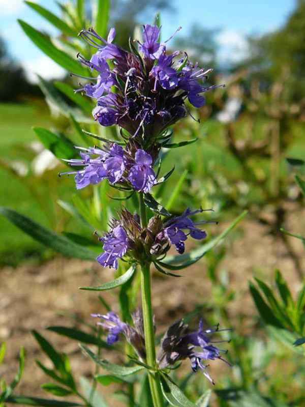 神香草的功效与作用禁忌分别有哪些？