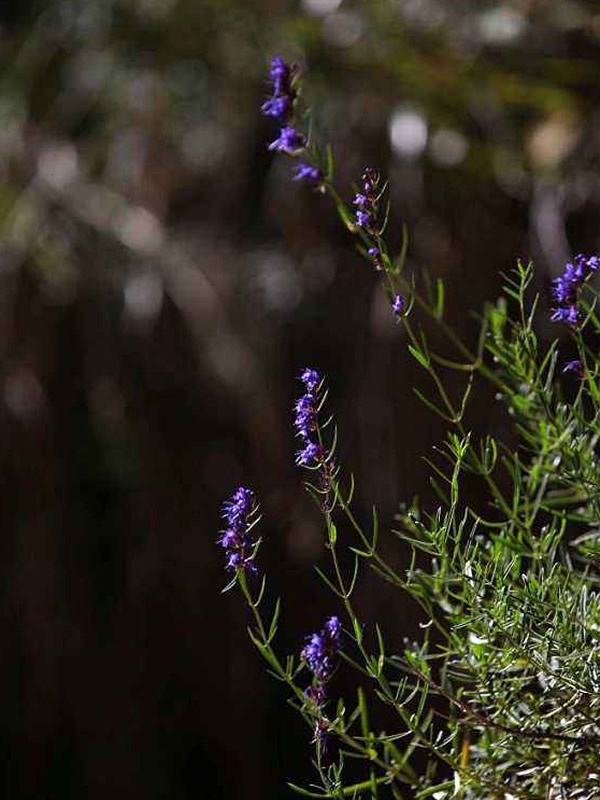 神香草什么时候播种最好？