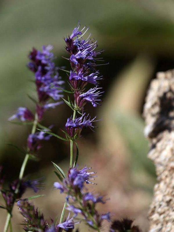 神香草花语是什么？有哪些寓意和象征意义？