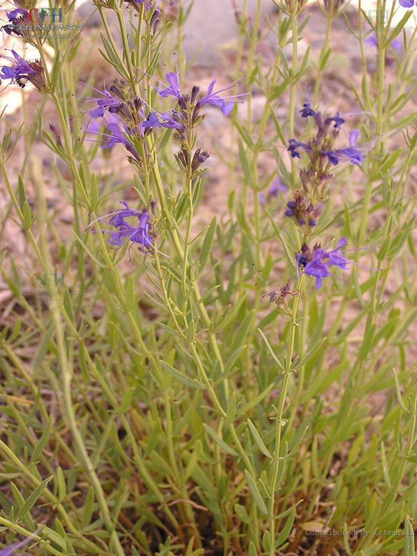 神香草可以种在家里吗？