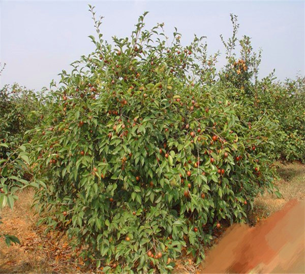 油茶树-树苗如何种植？