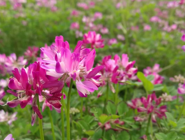 紫云英为什么能做绿肥？