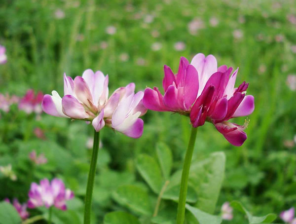 紫云英一年可种几次？什么时间播种最好？