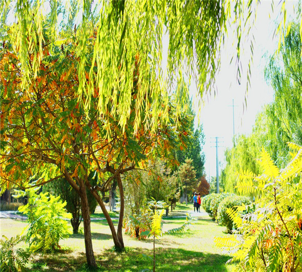 火炬是什么树？火炬树什么时候栽植？