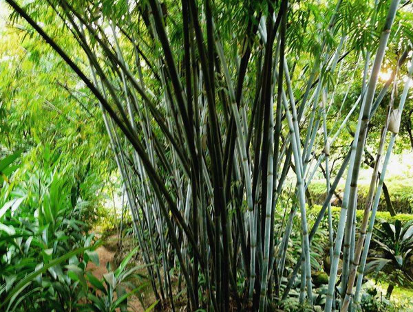 粉单竹的特点有哪些？