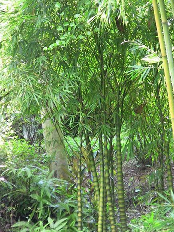 粉单竹有什么用途？