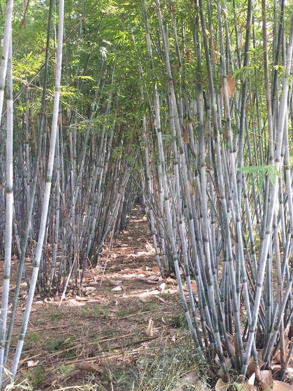 粉单竹是乔木吗？