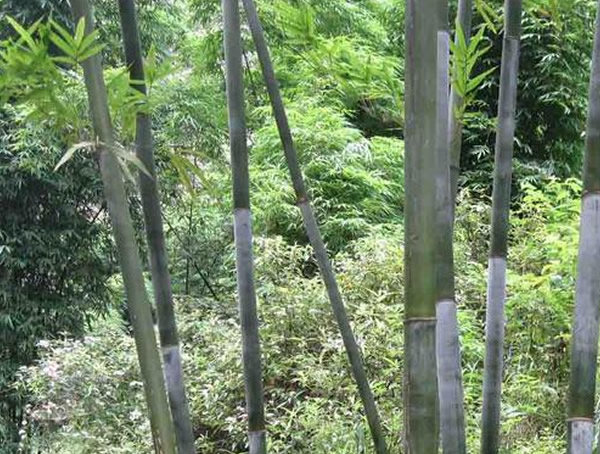 粉单竹产地在哪儿？