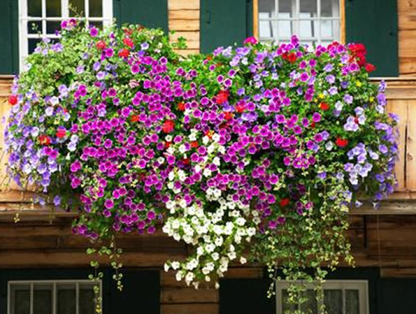 垂吊矮牵牛怎么修剪才最好看？