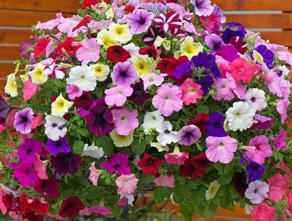 垂吊矮牵牛可以养几年？