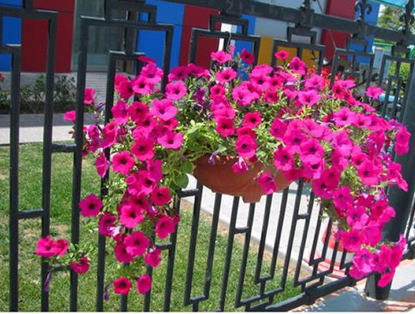 垂吊矮牵牛用什么土种植比较好？