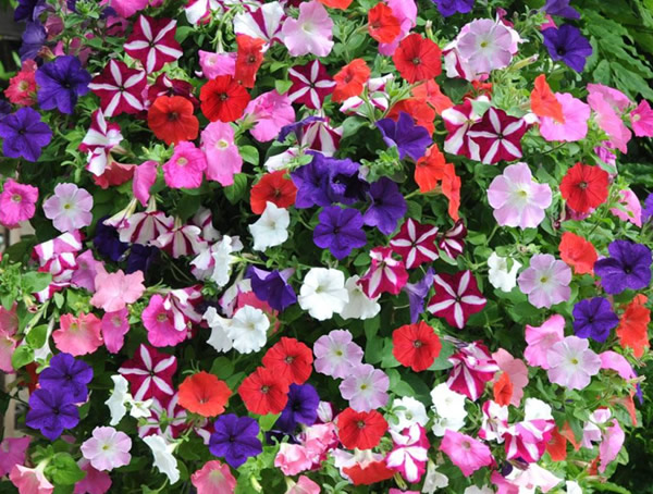 垂吊矮牵牛什么时候播种？