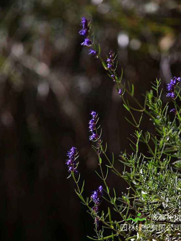 神香草什么时候播种最好？