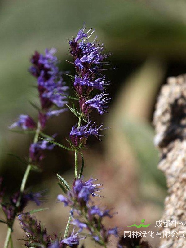 神香草花语是什么？有哪些寓意和象征意义？