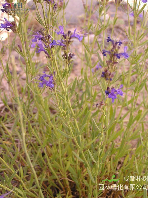 神香草可以种在家里吗？
