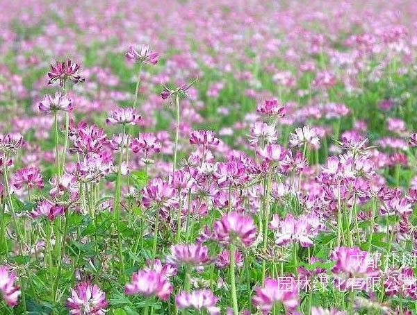 紫云英的功效与作用有哪些？