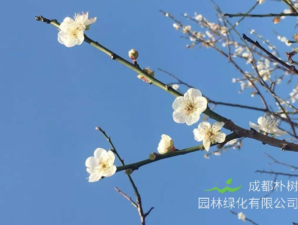 玉蝶梅花和绿梅哪个好看？