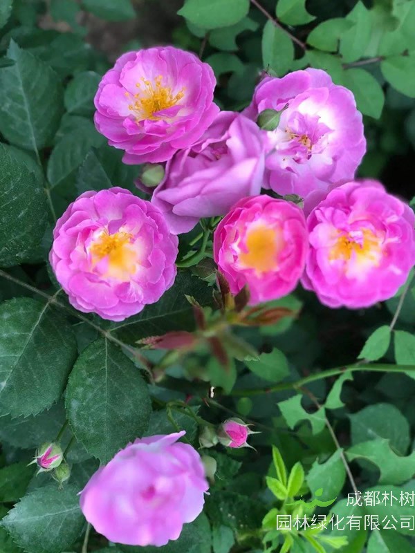 梦露月季的优缺点有哪些？