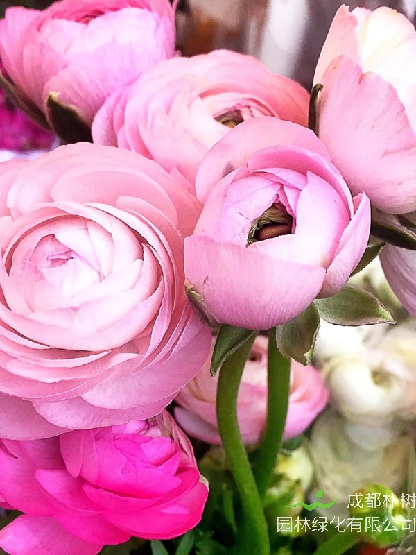 洋牡丹怎么养？有哪些方法？