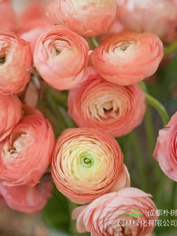 洋牡丹的球根怎么种？