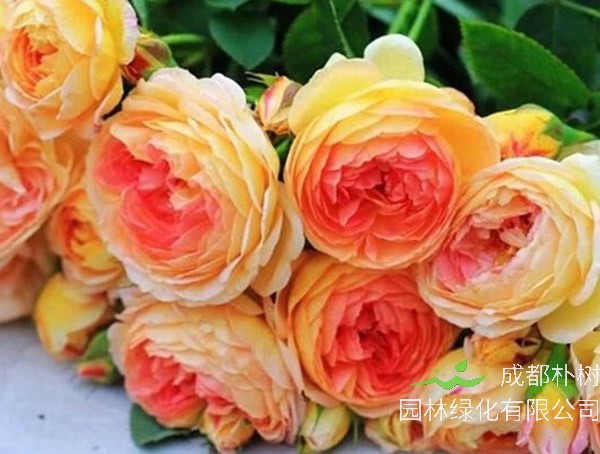 詹森月季的特点有哪些？