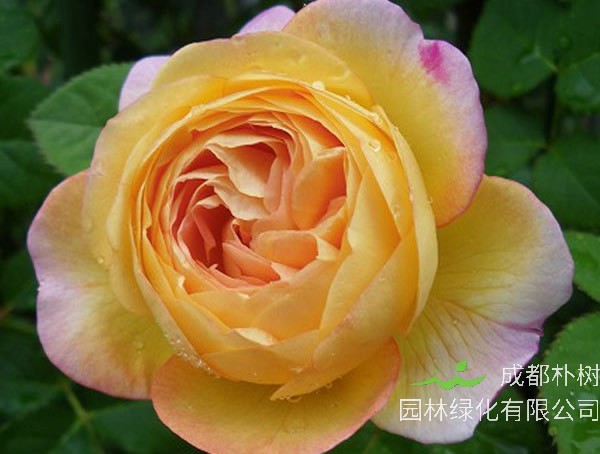 詹森月季是藤本还是灌木植物？