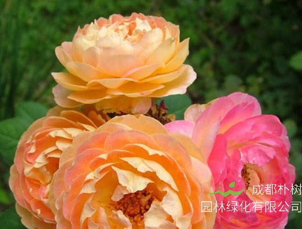 詹森月季怎么养开花多？