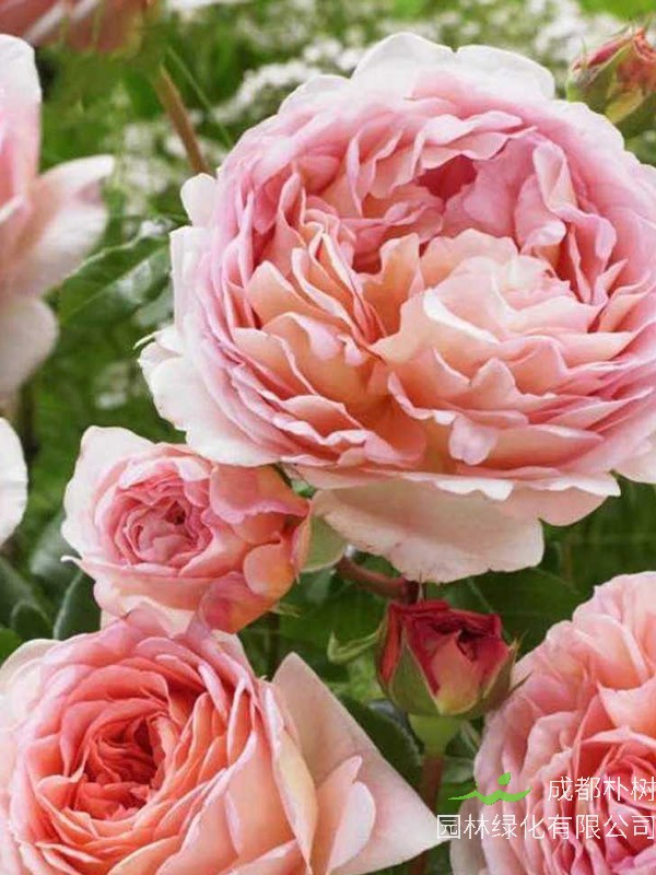 亚伯拉罕月季是藤本植物吗？