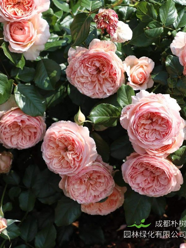 亚伯拉罕月季的优缺点有哪些？