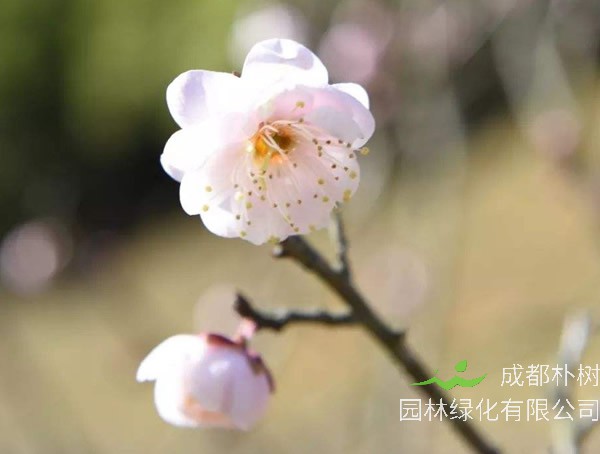 玉蝶梅外形有哪些特征？