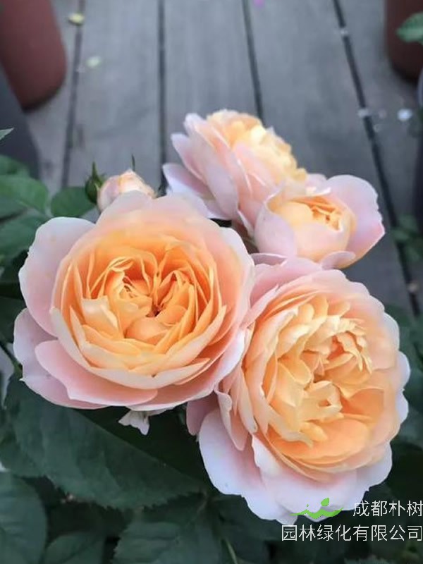 亚伯拉罕月季养护要点有哪些？