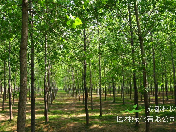 意杨的花期有多久？意杨的作用是什么？