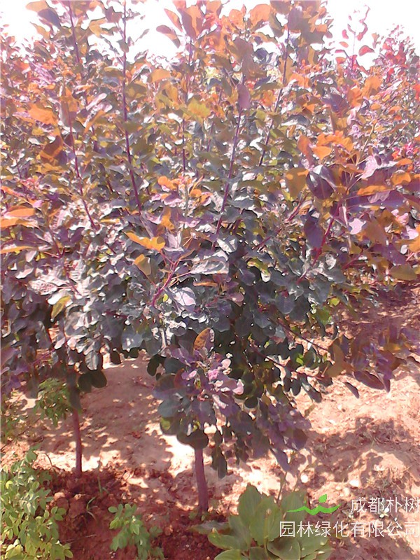 黄栌跟红栌怎么区别？