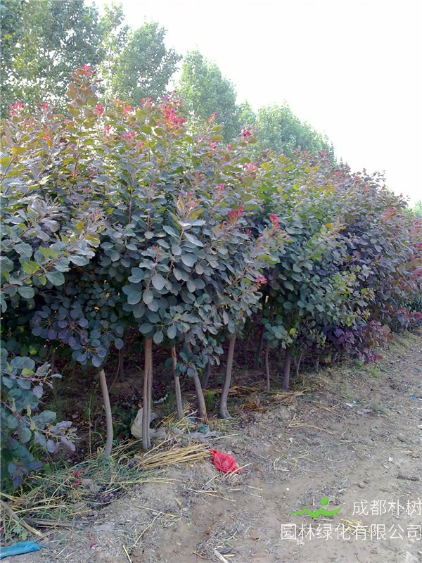 红栌栽培技术是怎么样的？