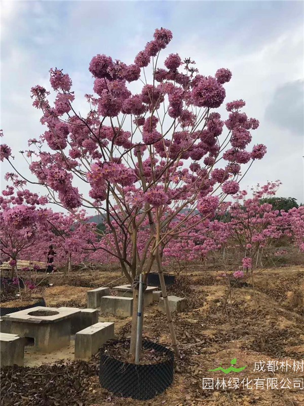 紫花风铃木如何种植？如何养护？