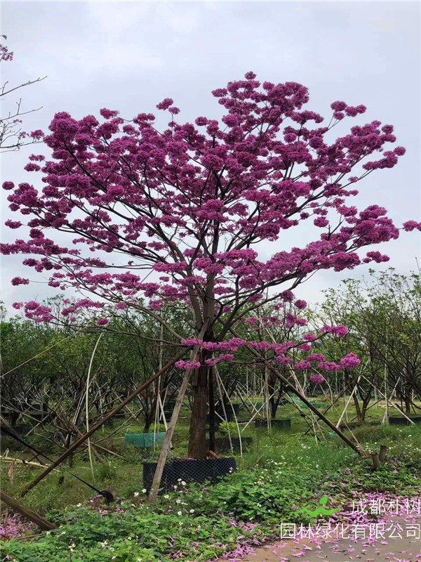 紫花风铃木的作用是什么，生长习性怎么样？