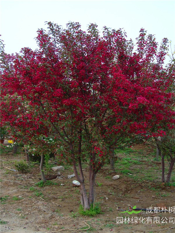 红宝石海棠适合什么季节种植？