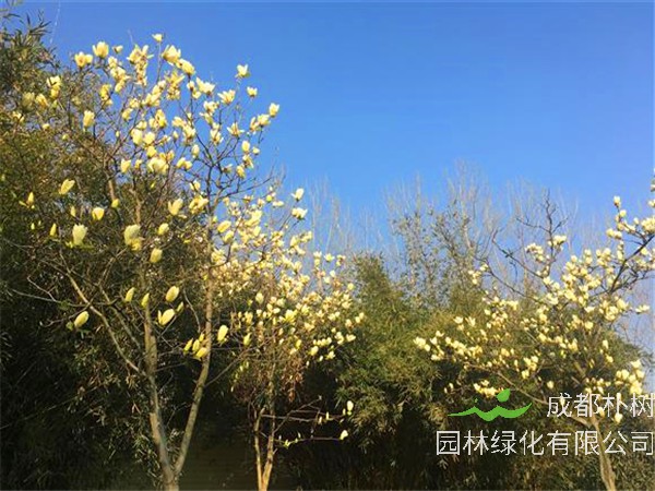 黄玉兰如何栽培？如何盆栽？