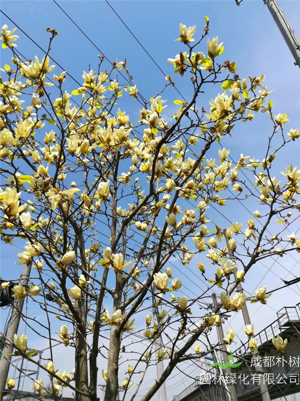 黄玉兰花的种类有哪些？如何嫁接黄玉兰？