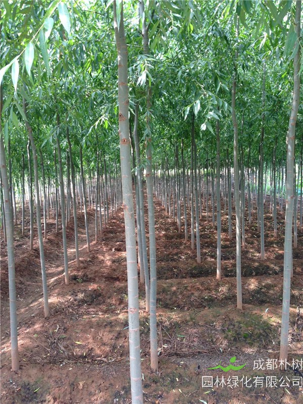 馒头柳和竹柳哪个好？