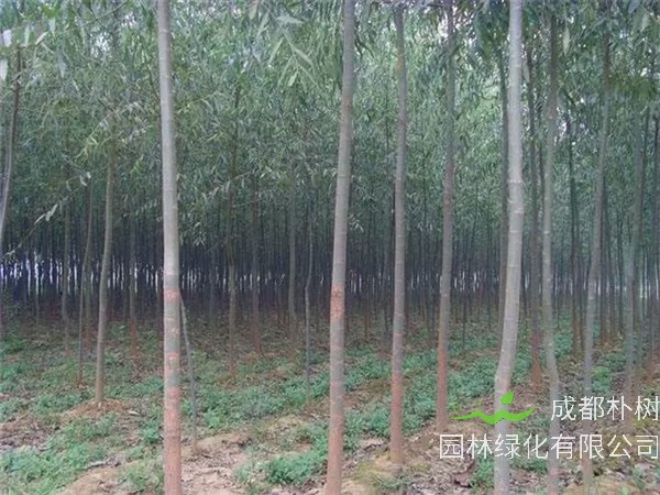 竹柳是什么？竹柳种植怎么样？